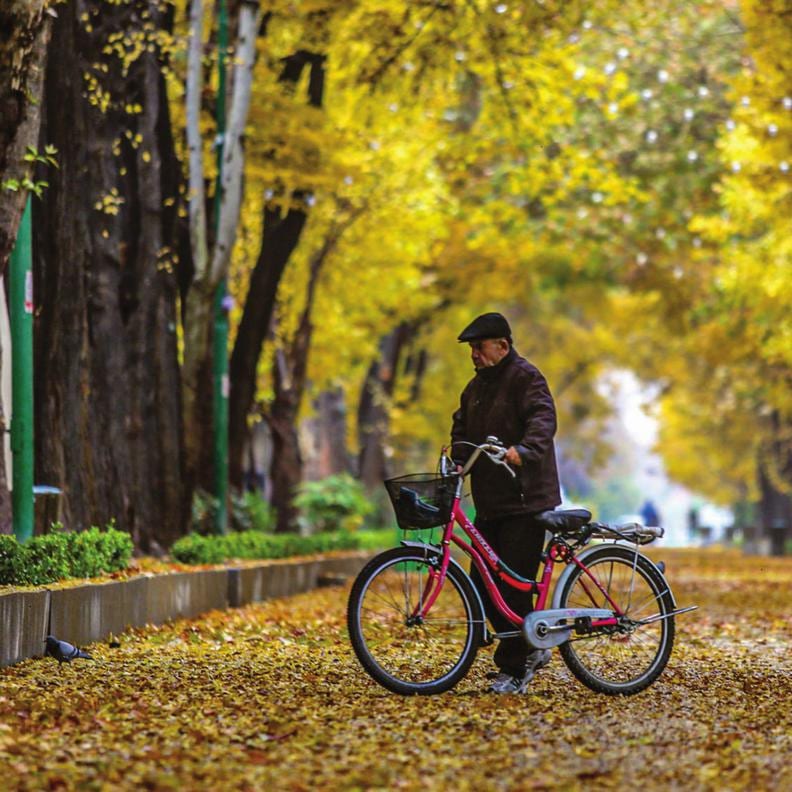 خیابان چنار اصفهان در پاییز